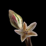 Unidentified plants (dsc unidentified herb blossom front crop levels background size retouch)