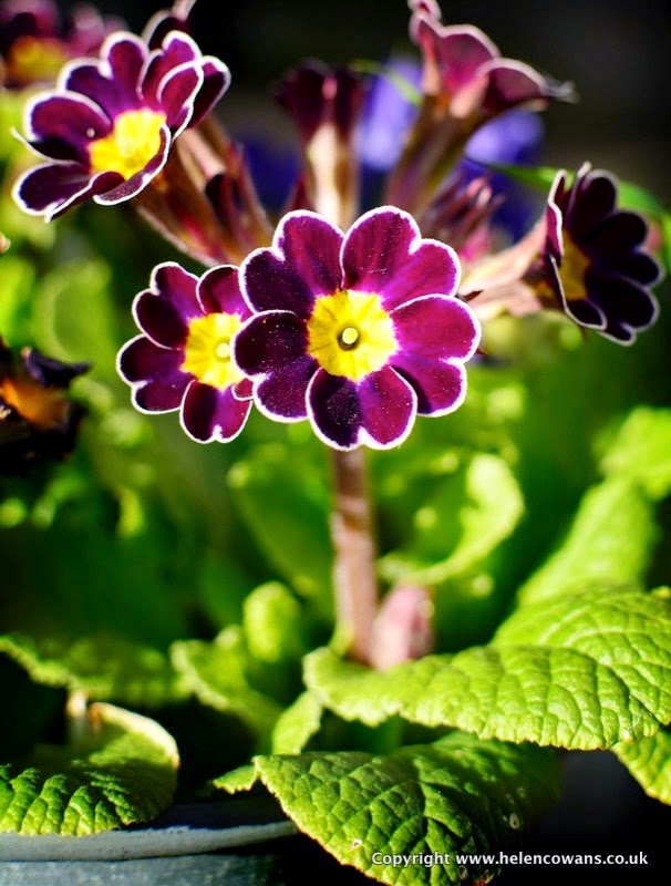 1 primula