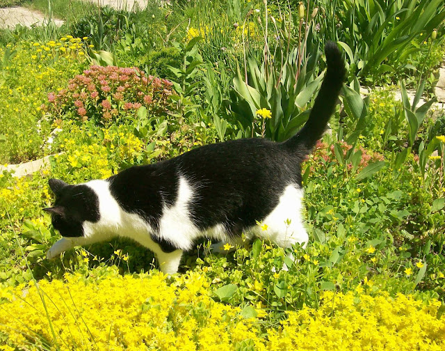 цветочно - травяное раздолье для кошки на даче