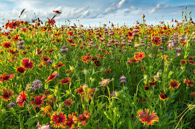 Wildflower Mix, The Flower Mound