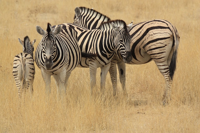 zebra family