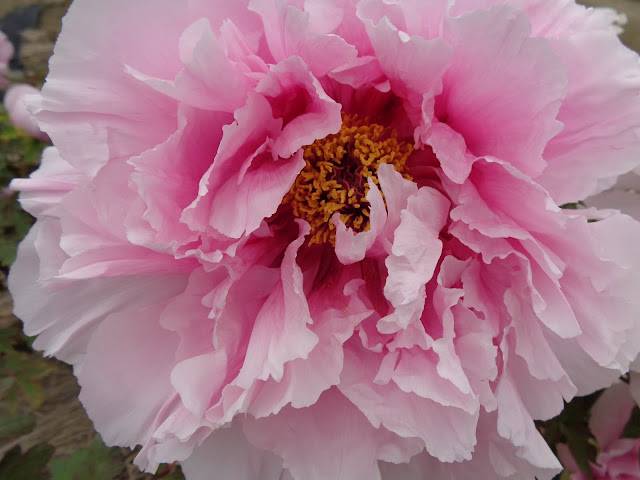 燕趙園の牡丹の花