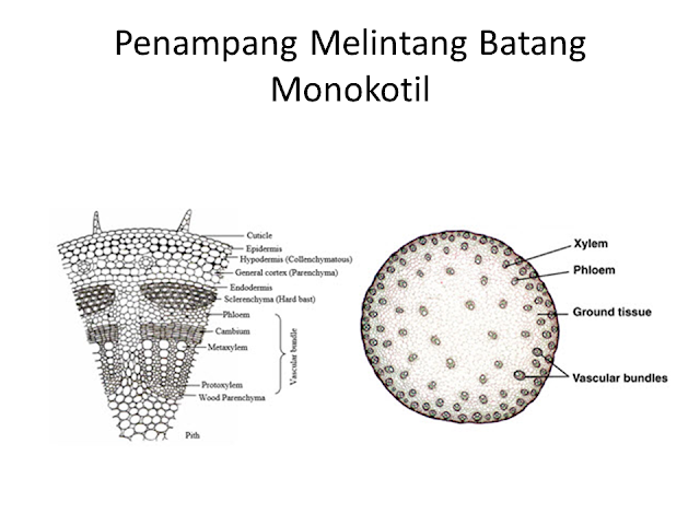 Penampang Melintang Batang Monokotil