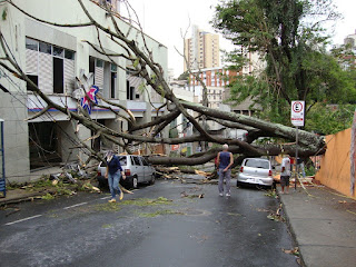 acidente de árvore caída sobre veículo durante temporal,