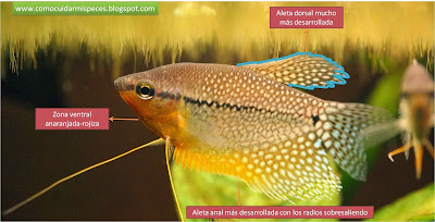 Gourami Perla macho características que marcan el dimorfismo sexual