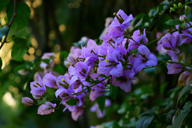 Violet Flower Picture