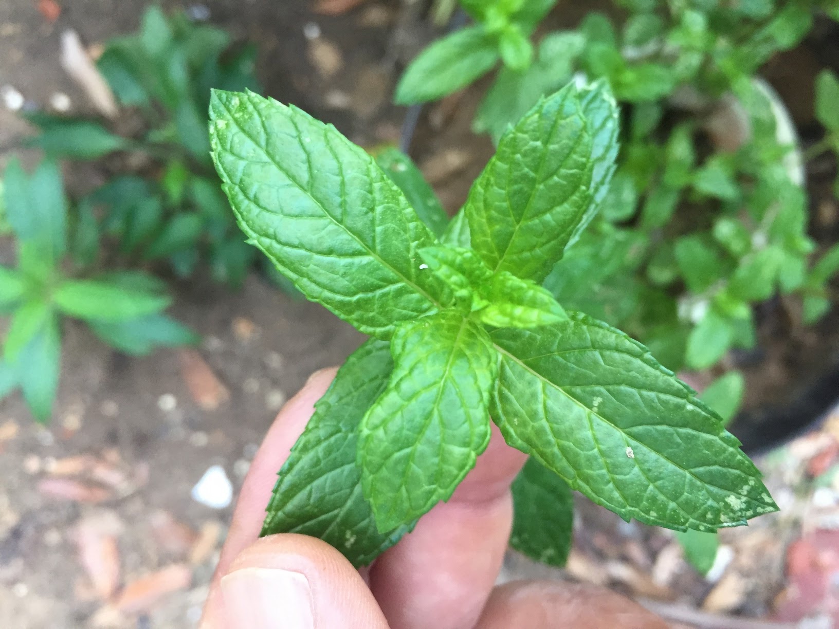 You can start harvesting mint leaves once the plants have multiple stems that are about 6 to 8 inches long. Never more than one-third of the plant at any time, to prevent weakening the plants and sending it into decline.