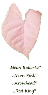 syngonium neon robusta