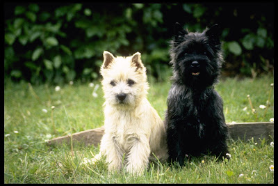 Cairn Terrier Dog Picture