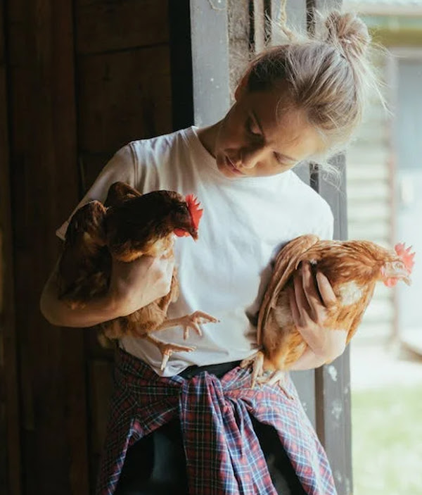 Farm girl lacy with her chickens