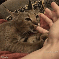 Amazing Cat GIF • Very happy and relaxed cat drolling, sucking finger and kneading at the same time
