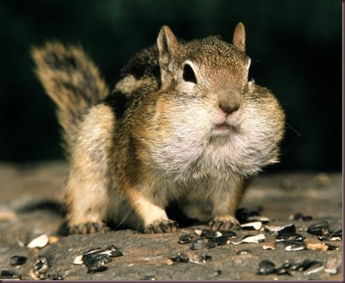 Amazing Animals Pictures Squirell (3)