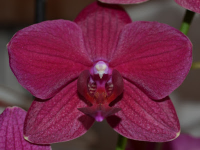 fotografias de orquideas guindas