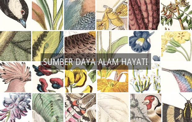 13+ Gambar Poster Sumber Daya Alam Hayati, Keren Abis!