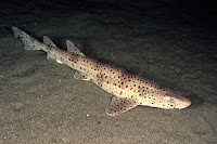 Nursehound - Scyliorhinus Stellaris  