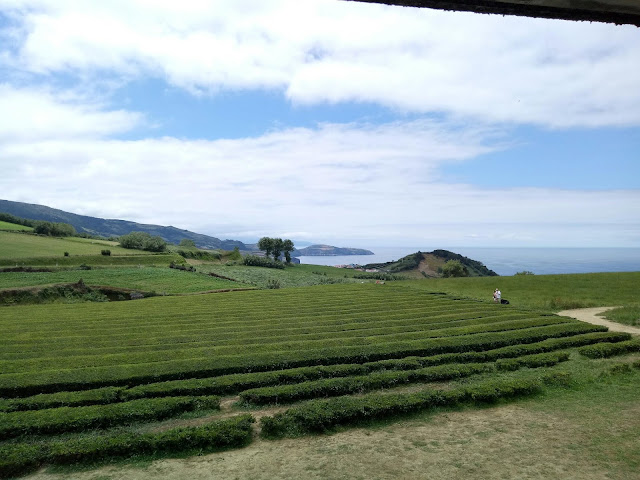 Tea plantation, Cha Gorreana, Sao Miguel - Azores