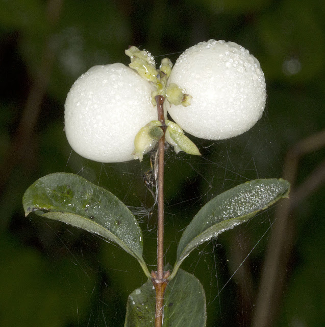 Snowberry, Symphoricarpos albus, on Orchid Bank, High Elms Country Park, 15 September 2011.