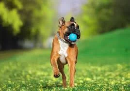 Boxer dog entertainment