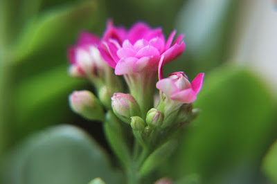 How To Prune Kalanchoe