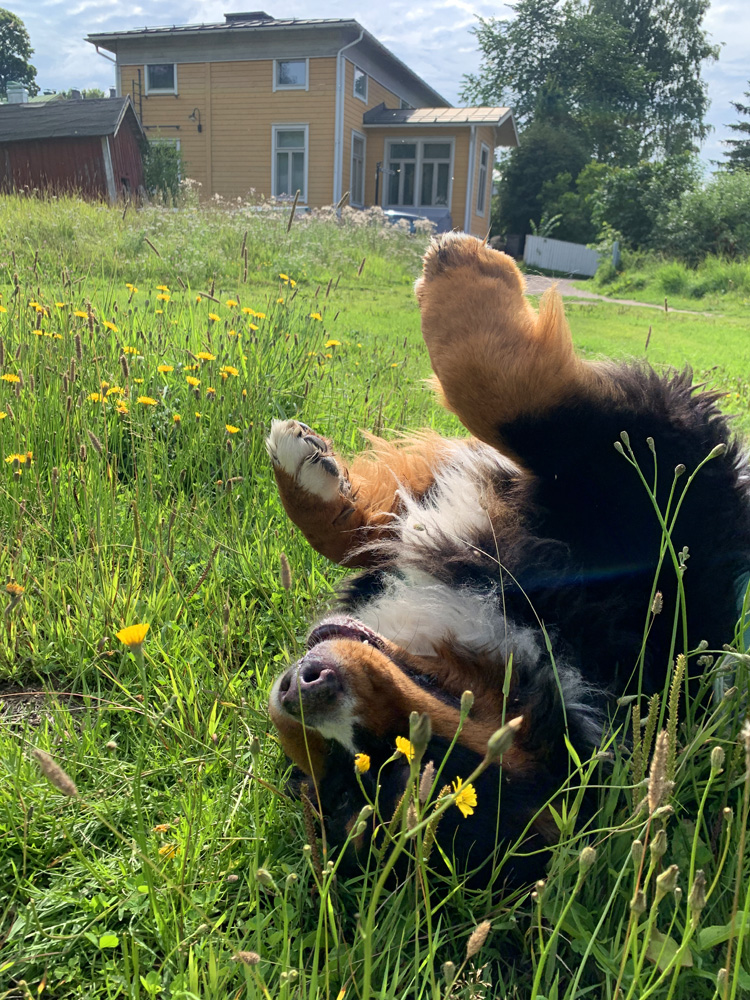 A bearnese mountain dog rolling around on grass field