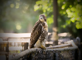 Fledgling red-tailed hawk chilling out on a fence