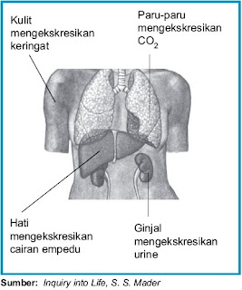 zat sisa ini diekskresikan di antaranya melalui organ ginjal Pintar Pelajaran Alat-Alat Ekskresi pada Manusia