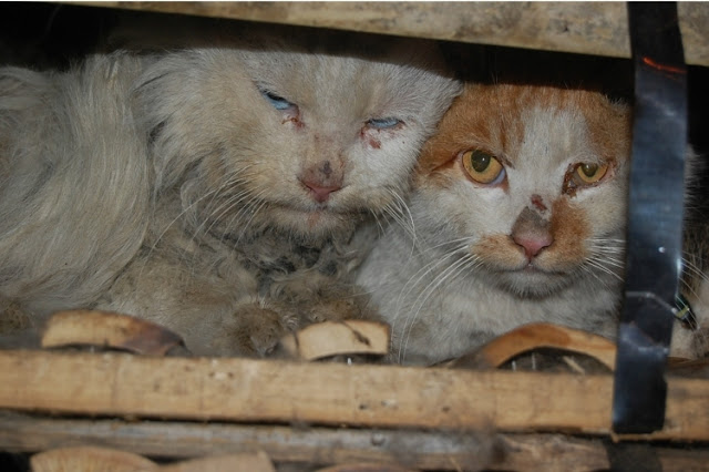 Rescatados 1000 gatos destinados a consumo humano