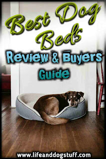 Best Dog Beds Review and Buyer's guide