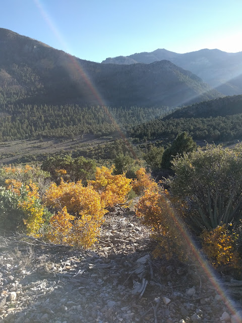 Eagle's Nest trail | Mt Charleston, Las Vegas