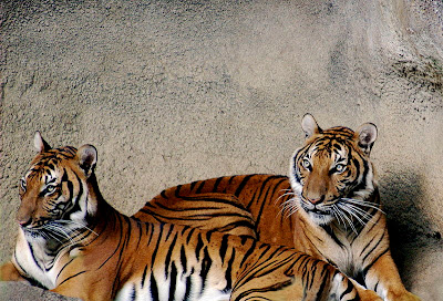 Foto harimau Indocina