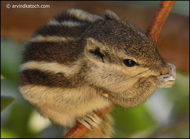 Indian Palm Squirrel, Eating, Close-up, Squirrel,