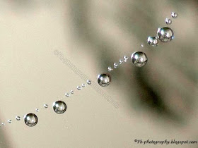 Spider Web with Dew Drops