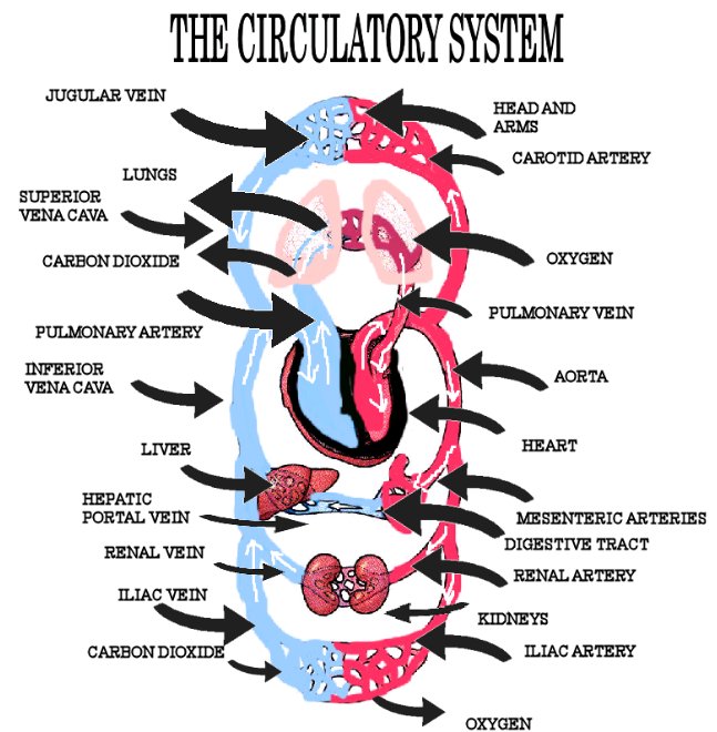 circulatory system diagram not labeled. circulatory system diagram unlabeled. Diagramcardiovascular system