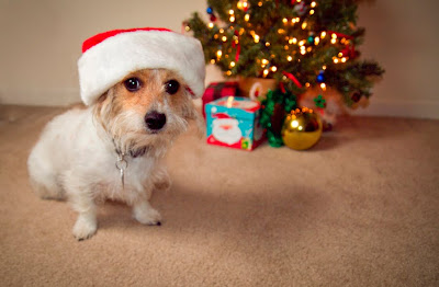 Perrito con gorrito de navidad 