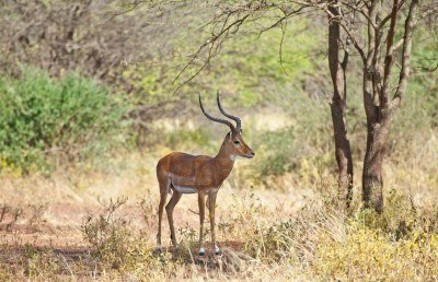 La niña que convive con animales salvajes América  - imagenes de animales que viven en la selva