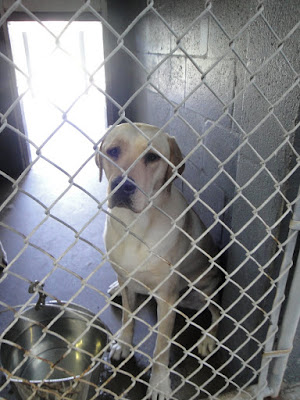 Picture taken through chain link kennel of Toby in a sit at the door. You can see his whole body, and to the left a stainless steel water bucket. Toby's face is somewhat sad - but also is very sweet looking. We know that face will cheer up once he's placed!!