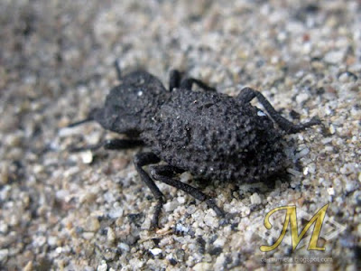 Murrieta Ironclad Beetle