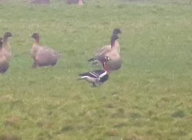 Red-breasted Goose - Cockerham, Lancashire