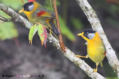 Silver-eared Mesia Behavior