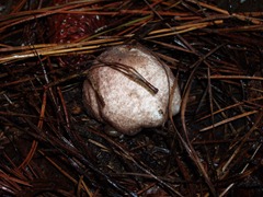 P1010107