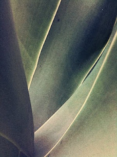 Agave Dreams