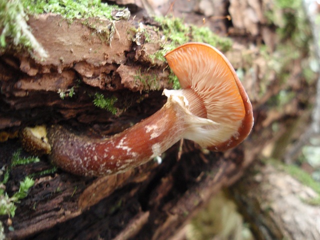 Armillaria gallica