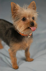 Miniature Yorkshire Terrier