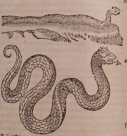 Wood cut image of a basilisk. The basilisk is a very long serpent with an arrow coing out of its mouth and a crown on its head.