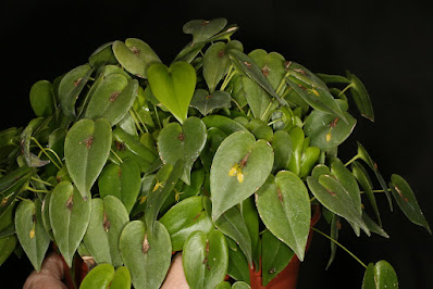 Pleurothallis phyllocardioides - Heart-Shaped Leaf Bonnet orchid care and culture