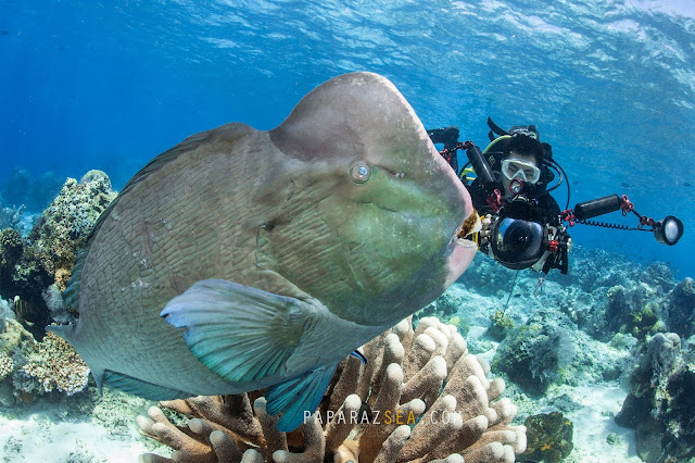 Underwater Photography, How to get to Sipadan, PADI Courses, Learn Scuba, Underwater Photography  Manila, Travel Sipadan, Martine Park Fee, Sipadan Dive Permit, Diving Asia, Dive the World, PaparazSea