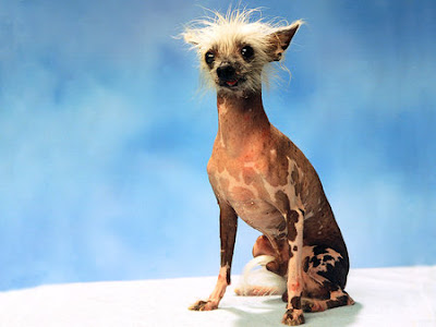 Most Ugliest Dogs in the World Seen On www.coolpicturegallery.us