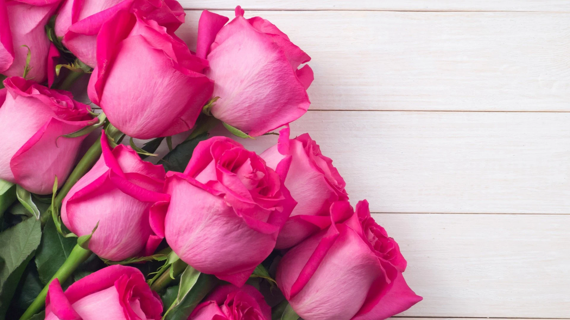 bouquet of pink rose flowers in white background HD flowers