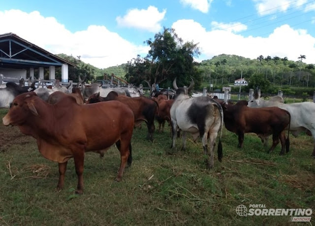 Governo da Paraíba realiza leilão virtual de 67 animais das raças Guzerá, Gir, Pardo Suíço e Sindi