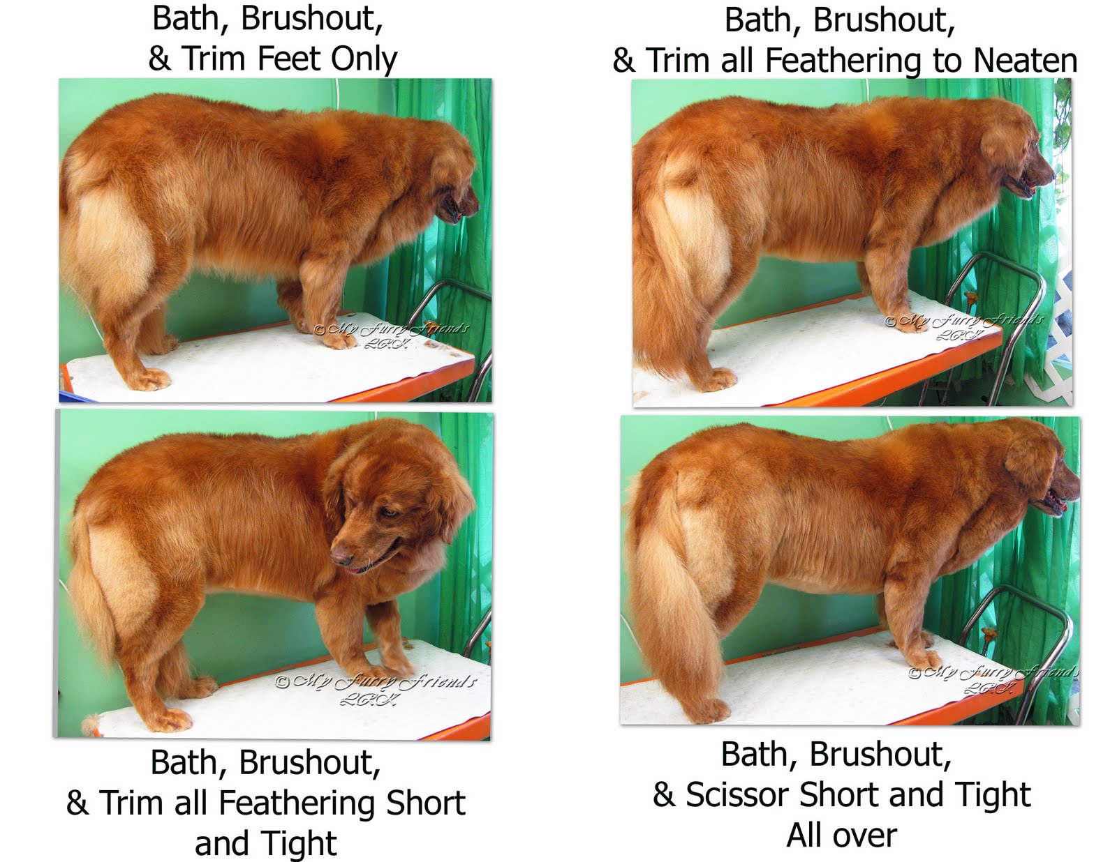 Pet Grooming The Good The Bad The Furry Grooming A Golden